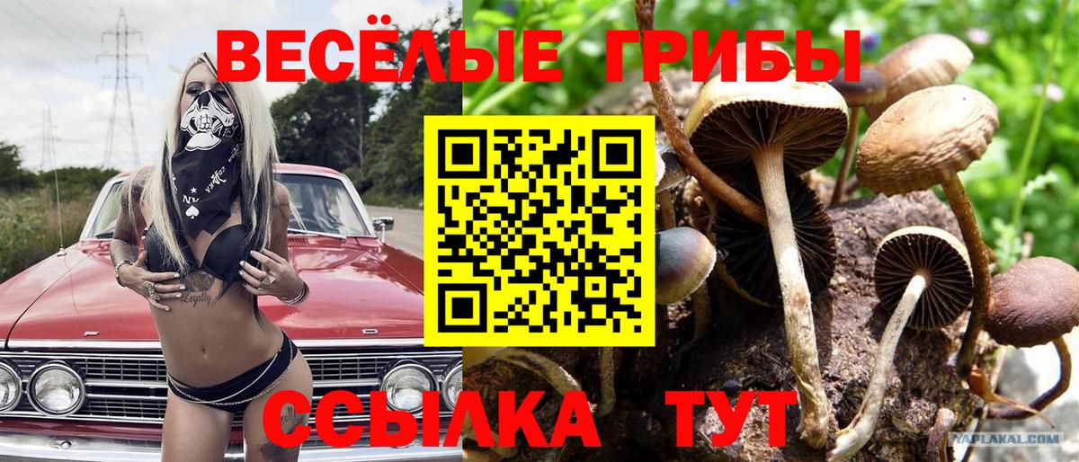 Кольчугино  Галлюциногенные грибы Psilocybine cubensis  Вход с VPN  Псилоцибиновые грибы Magic Shrooms 
